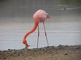 Galapagos 4-1-05 Floreana Punta Cormorant Flamingo Feeding Close Up At this close distance we were able to see how the flamingo moves its bill upside down underwater to gather and filter the bottom sediment. Flamingos feed almost entirely on crustaceans like shrimp, and it is the shrimp that provides the pink pigment for their feathers.